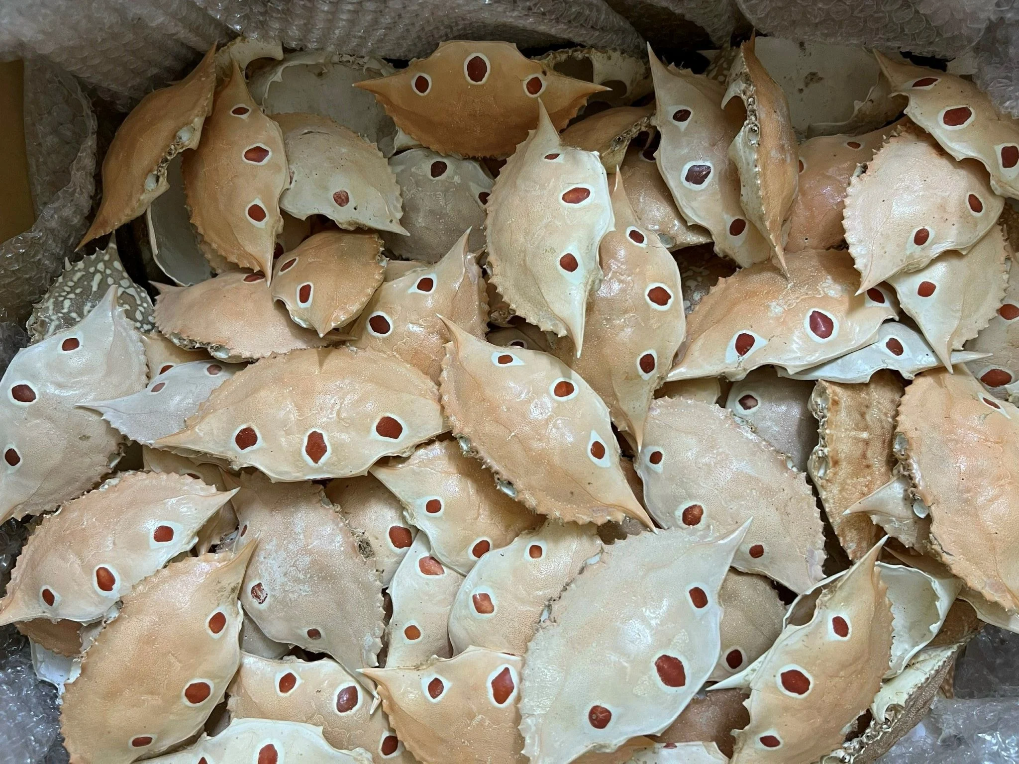 Wholesale Bulk Packaged Crab Shell Seashell Material for Artful Painted Decorations Natural Crafts and Food Stuff Farci