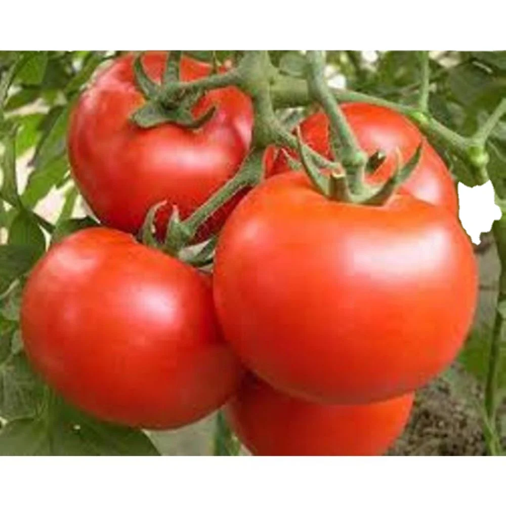 Розовый Красный томат Roma VF OP verity