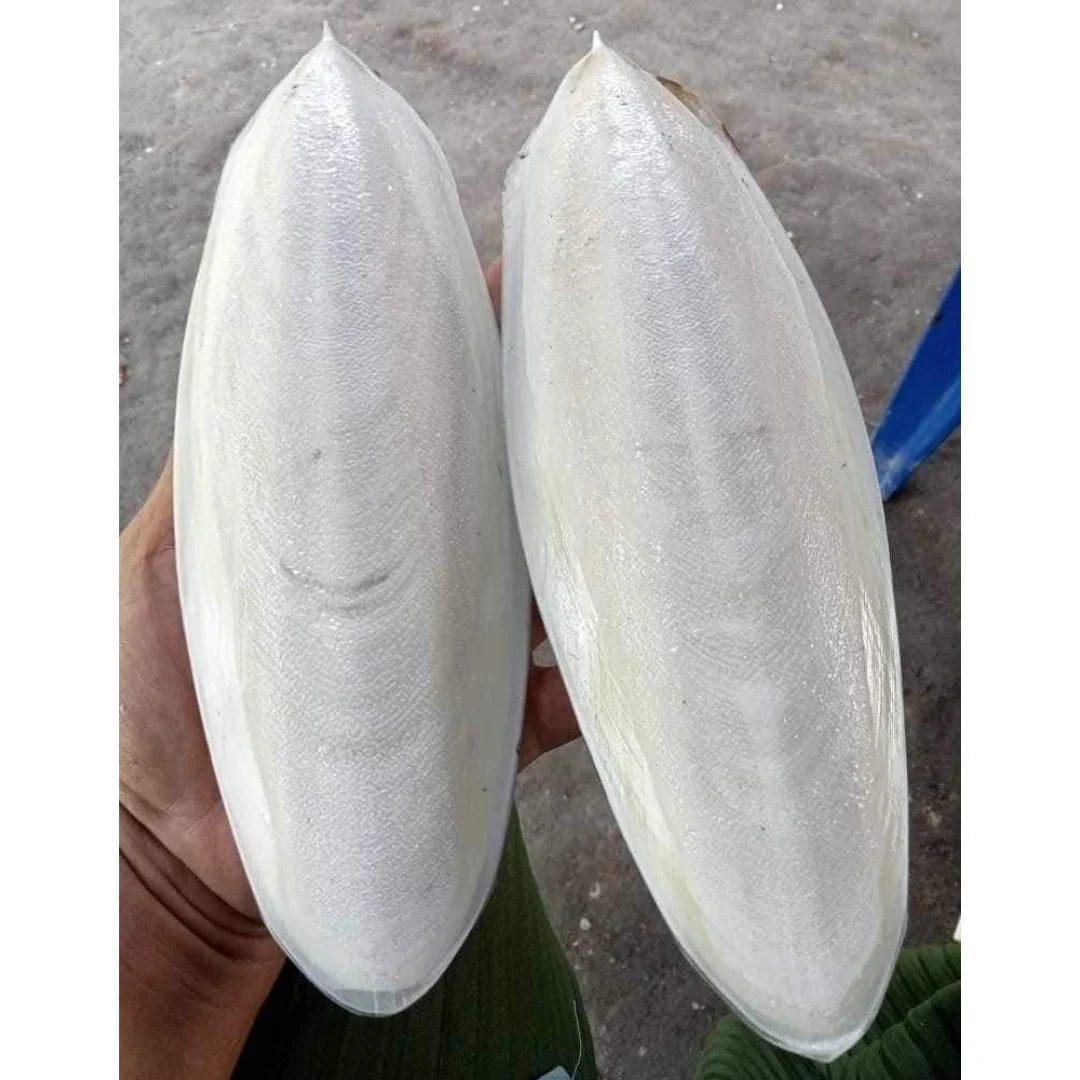 CUTTLEFISH BONE SMALL 100% NATURAL AND BEST QUALITY FROM VIETNAM FOR EXPORT/BEST PRICE FOR SALE IN HOANGLINH SG Kimy+84938616690