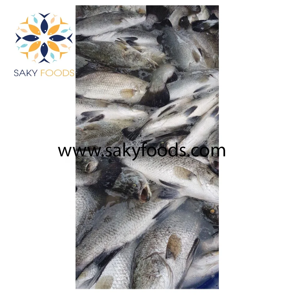 high quality barramundi fish