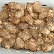 
FRESH YELLOW FLESH TARO ROOT VIETNAM WITH HIGH QUALITY 