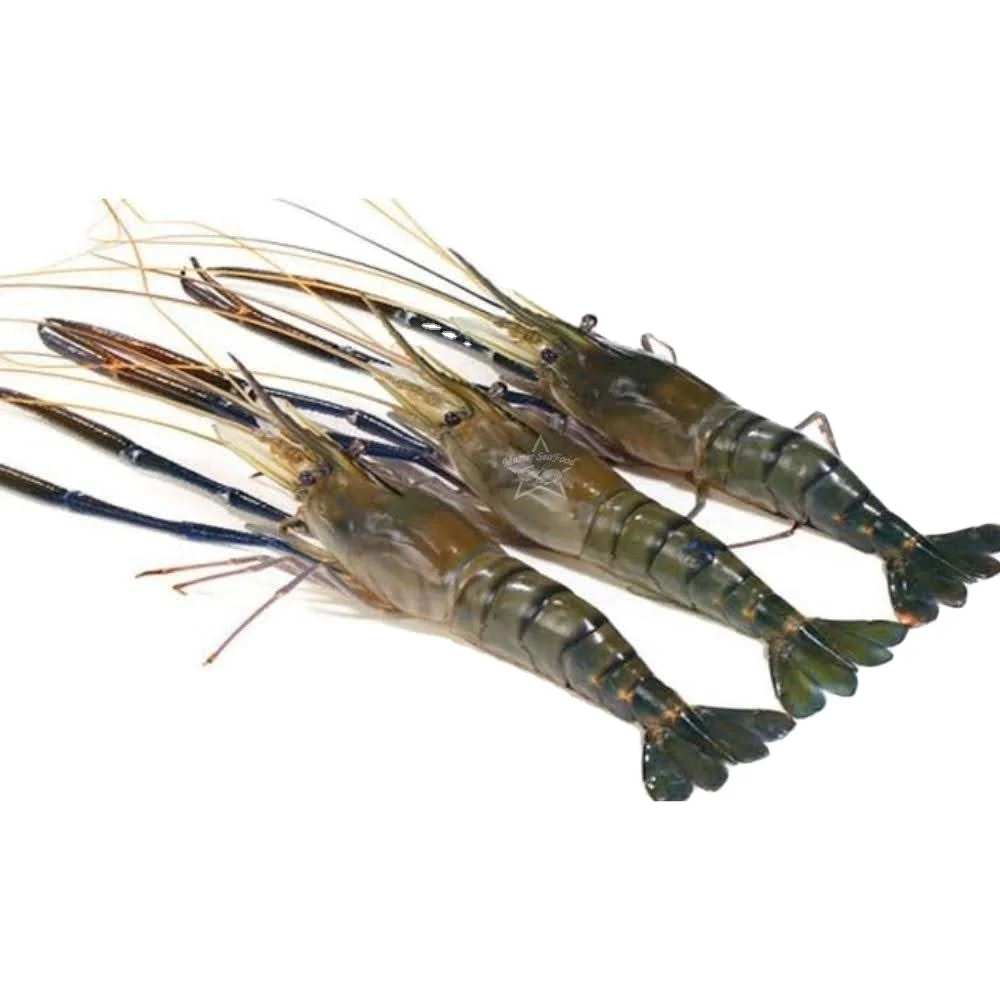 Fresh Water Prawn Semi IQF Size  U3 U4 U5 U6 U8 U10 Master Seafood Product best quality Origin Bangladesh