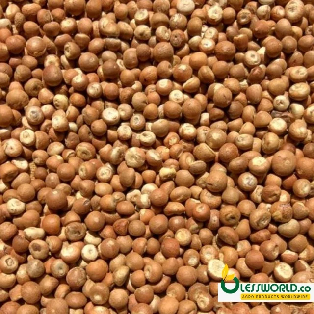 Betel nut whole 90/96 good cut