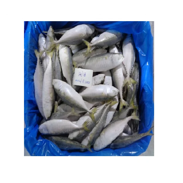 Продажа оптом самая популярная морская еда индийская скумбрия (RASTRELLIGER KANAGURTA)