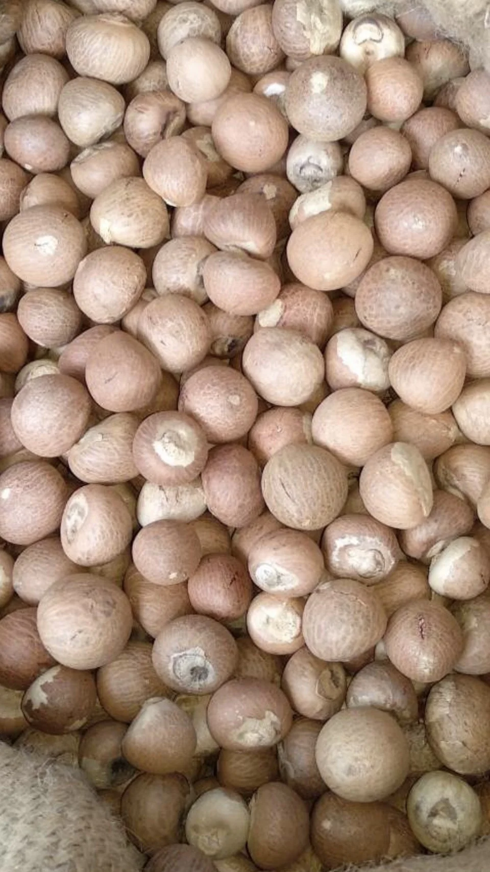 Best Selling Export Quality Areca Whole Betel Nut High Quality Betel Nuts Products From Thailand