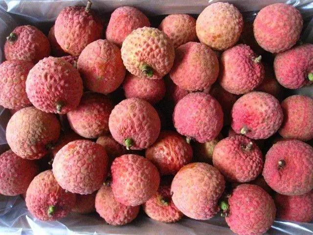 NEW CROP 2021 FRESH LYCHEE FRUIT WITH BEST QUALITY