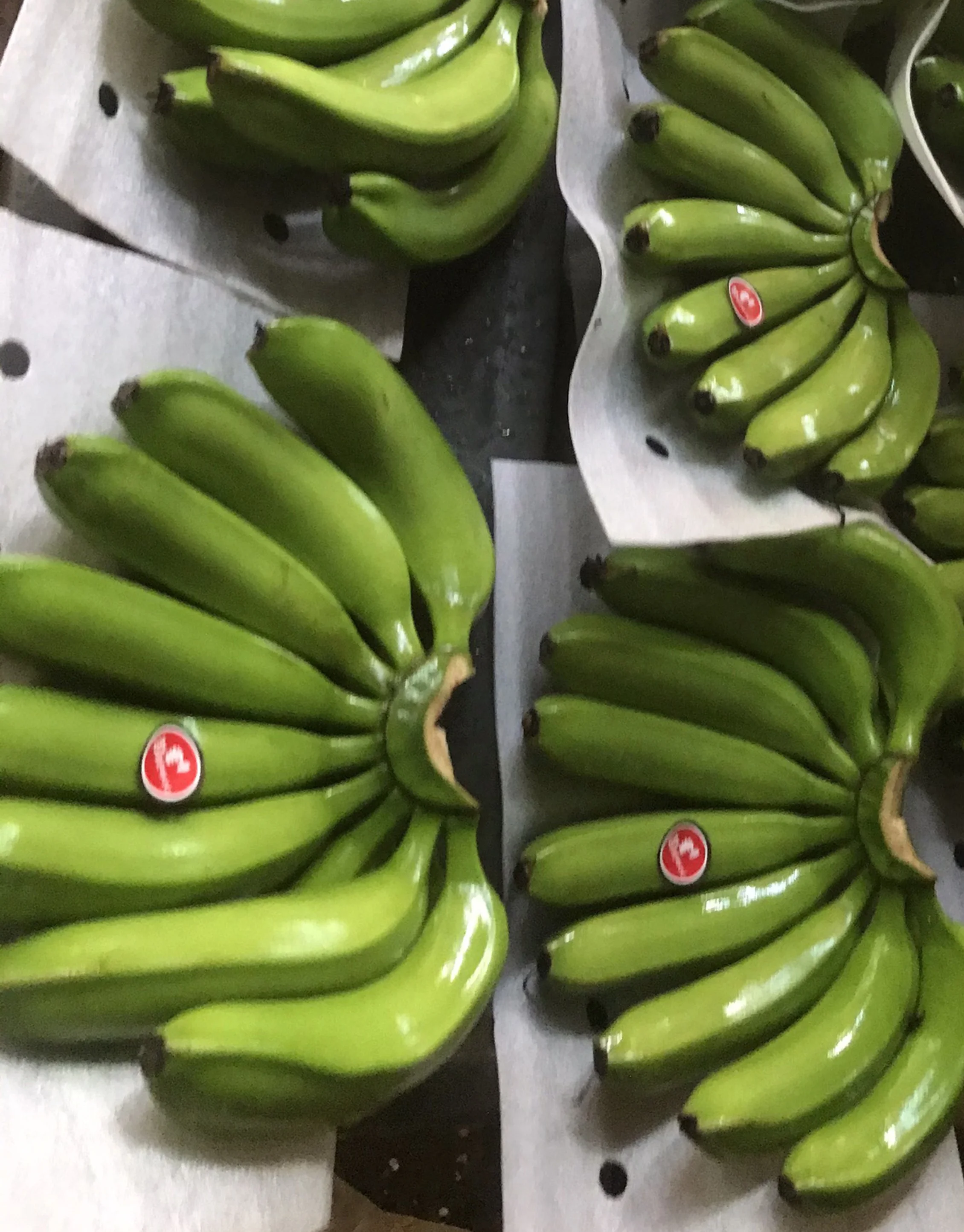CAVENDISH BANANA, VIETNAM ORIGIN, HIGH QUALITY, BEST PRICE FOR DIRECT EATING, CROP 2022-2023