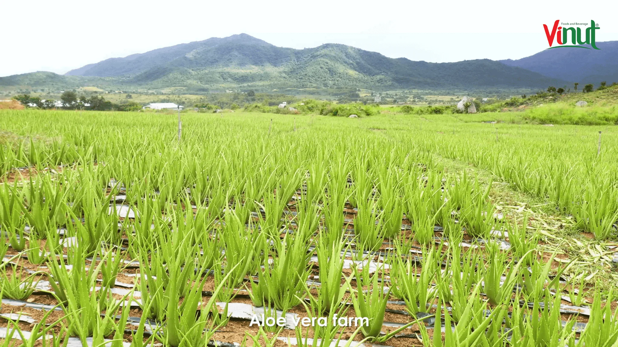 490ml bottle VINUT Fresh Aloe vera water Original Vietnam Suppliers Directory Aloe vera drink Aloe Juice