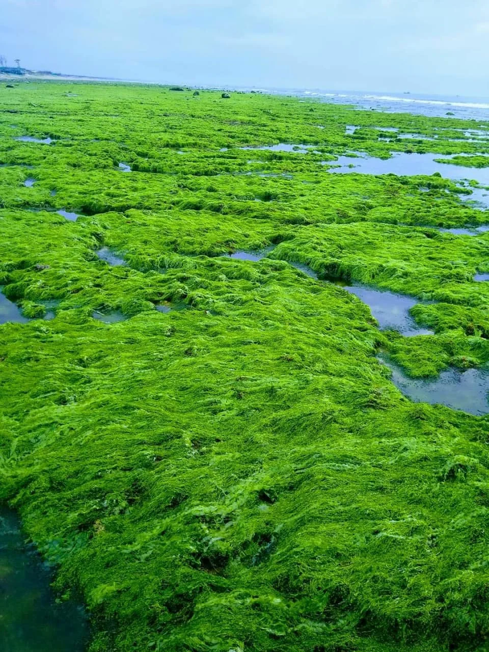 Dried Ulva Lactuca/ Green Seaweed/ Sea Lettuce Seaweed sea moss natural green color good price  premium quality from Vietnam