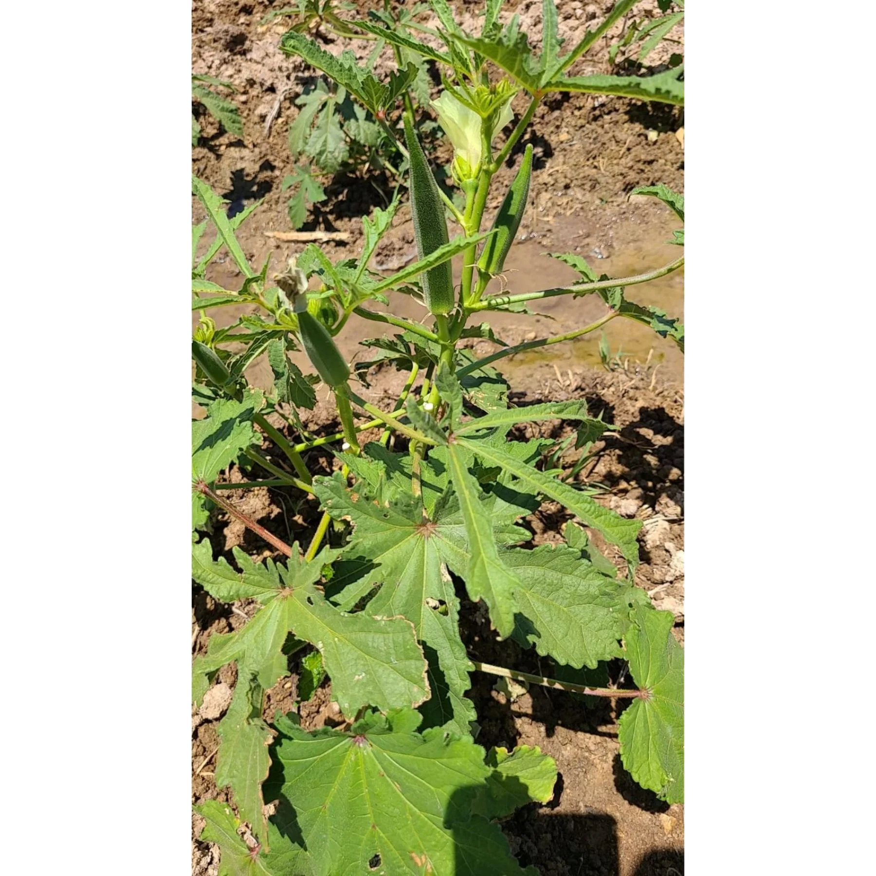 green okra arka anamika by indian exporters growers production of indian okras