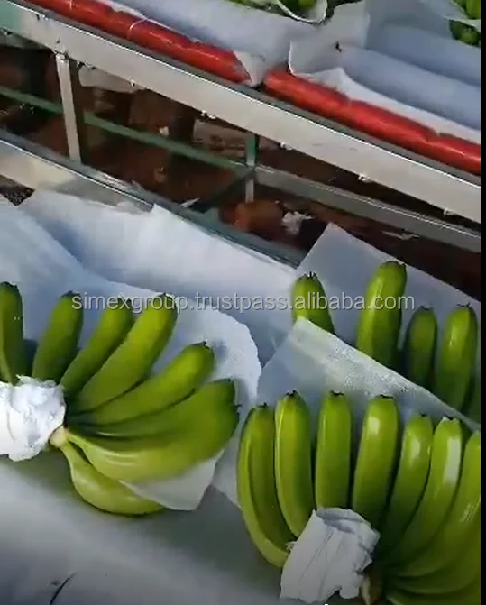 Best quality Cavendish banana fresh bananas fresh green banana for export tropical fruit organic 100%