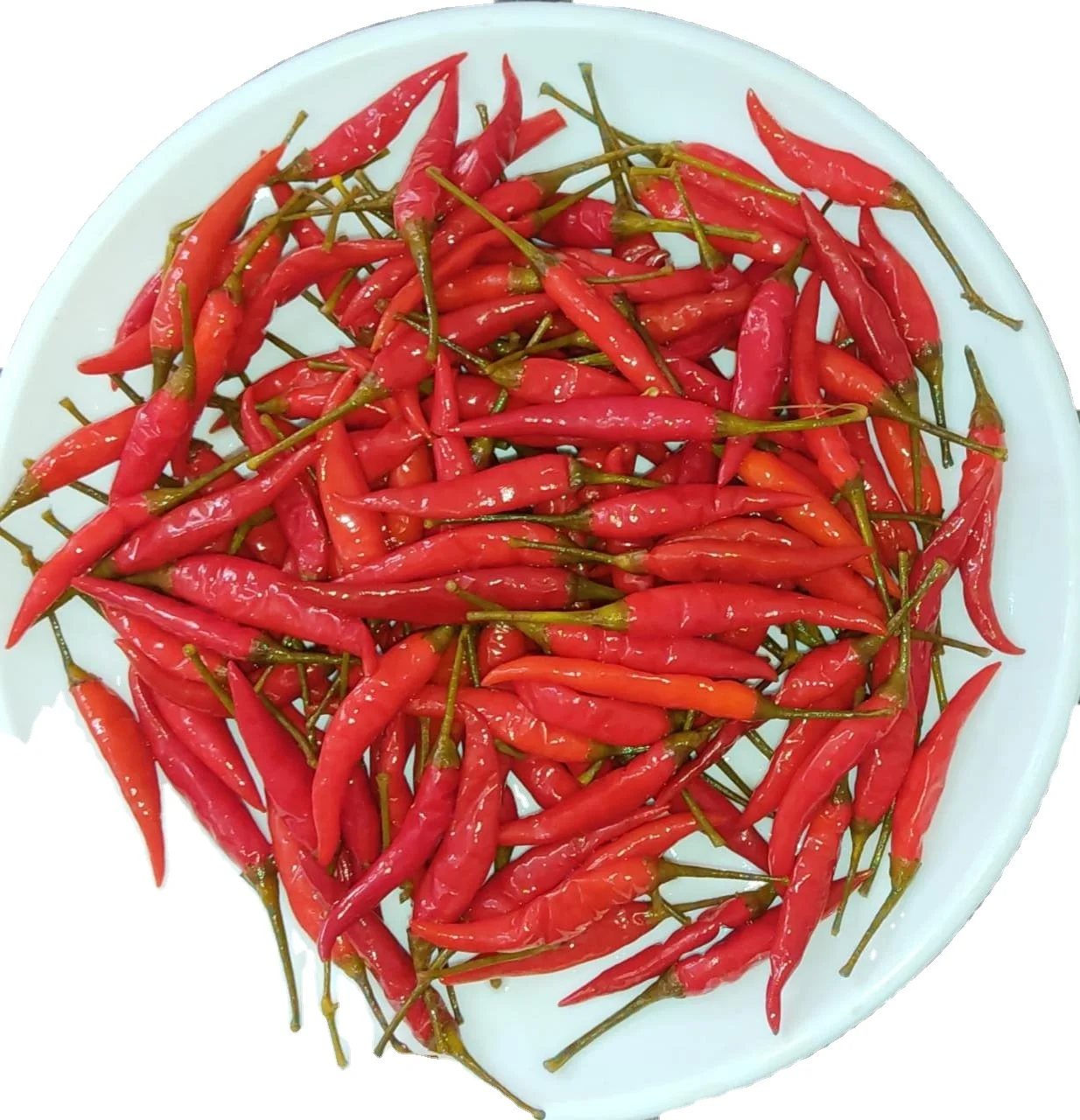 Whole Red Jalapeno pepper Grade 4-8 CM in Food Grade Barrels 260 Ltrs  Preserved in A/Acid