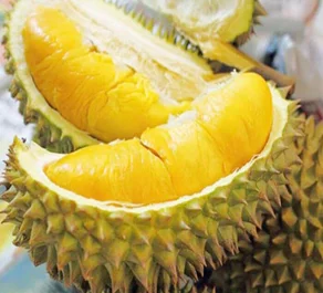 High Quality Fresh Durians from Vietnam Competitive Price Product