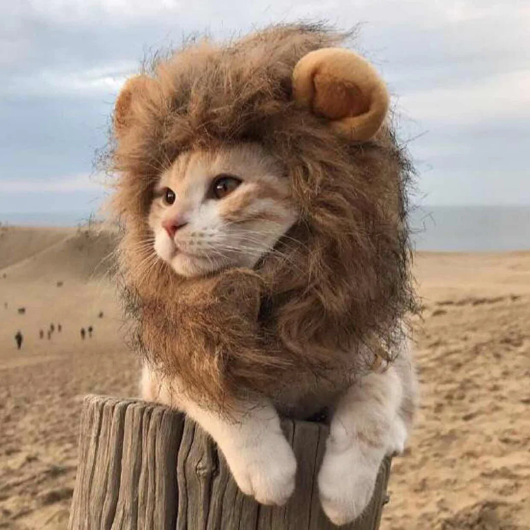 Halloween New Dog Hat Lion Style Pet Cat Costume