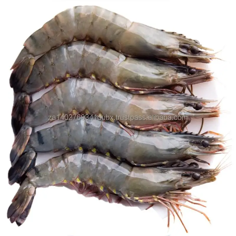 tiger_prawn_1024x1024.jpg