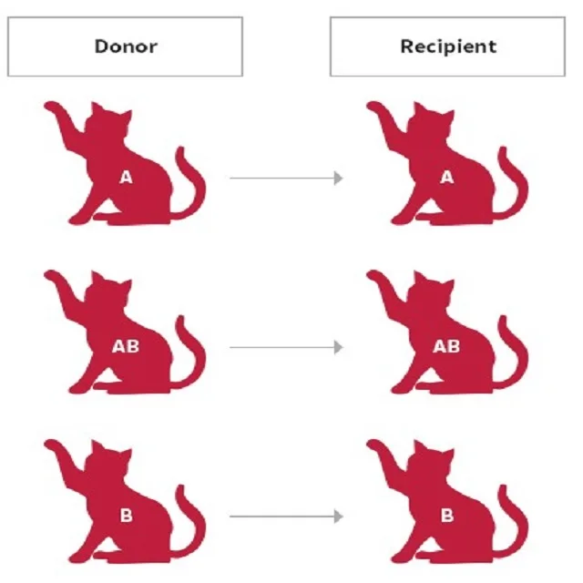 Superlative & Fast Feline Blood Typing Rapid Kit Made In 2022