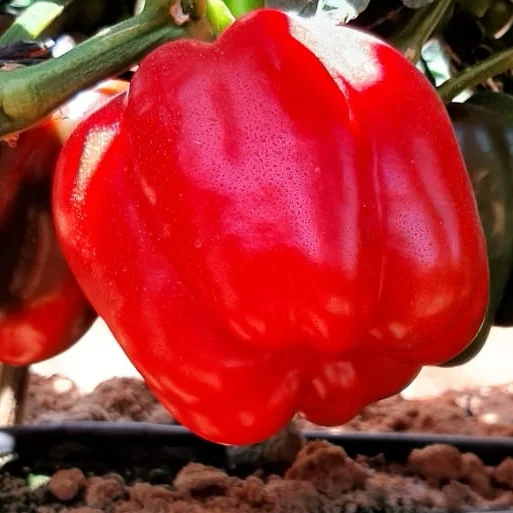 Fresh Capsicum Yellow pepper Red pepper Green pepper