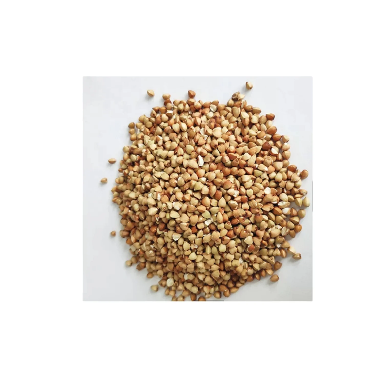 Wheat Grain Soft Bag Indian Style Packing COLOR Brown Natural Origin Type Milling Dried Protein durum wheat dried durum wheat