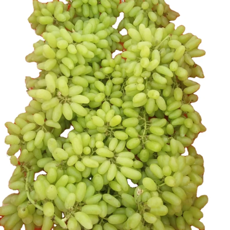 Premium fresh Sonaka grapes from India