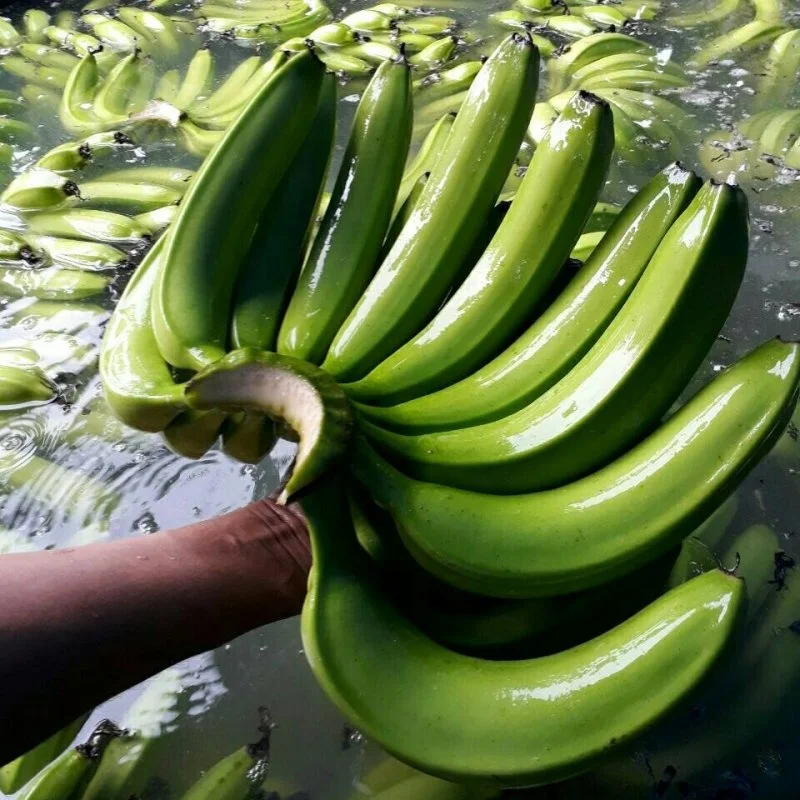 100% ORGANIC Fresh Cavendish Banana  With Low High Quality from Vietnam-Wholesale Fresh Cavendish Banana