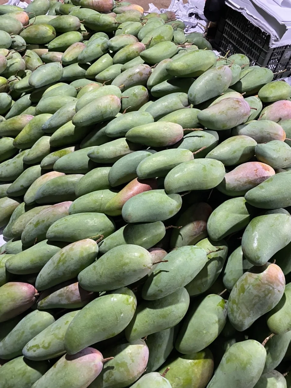 Natural Fruit Fresh Mango High Quality Vietnam Fresh Fruit Mango Delicious Taste Wholesale Suppliers