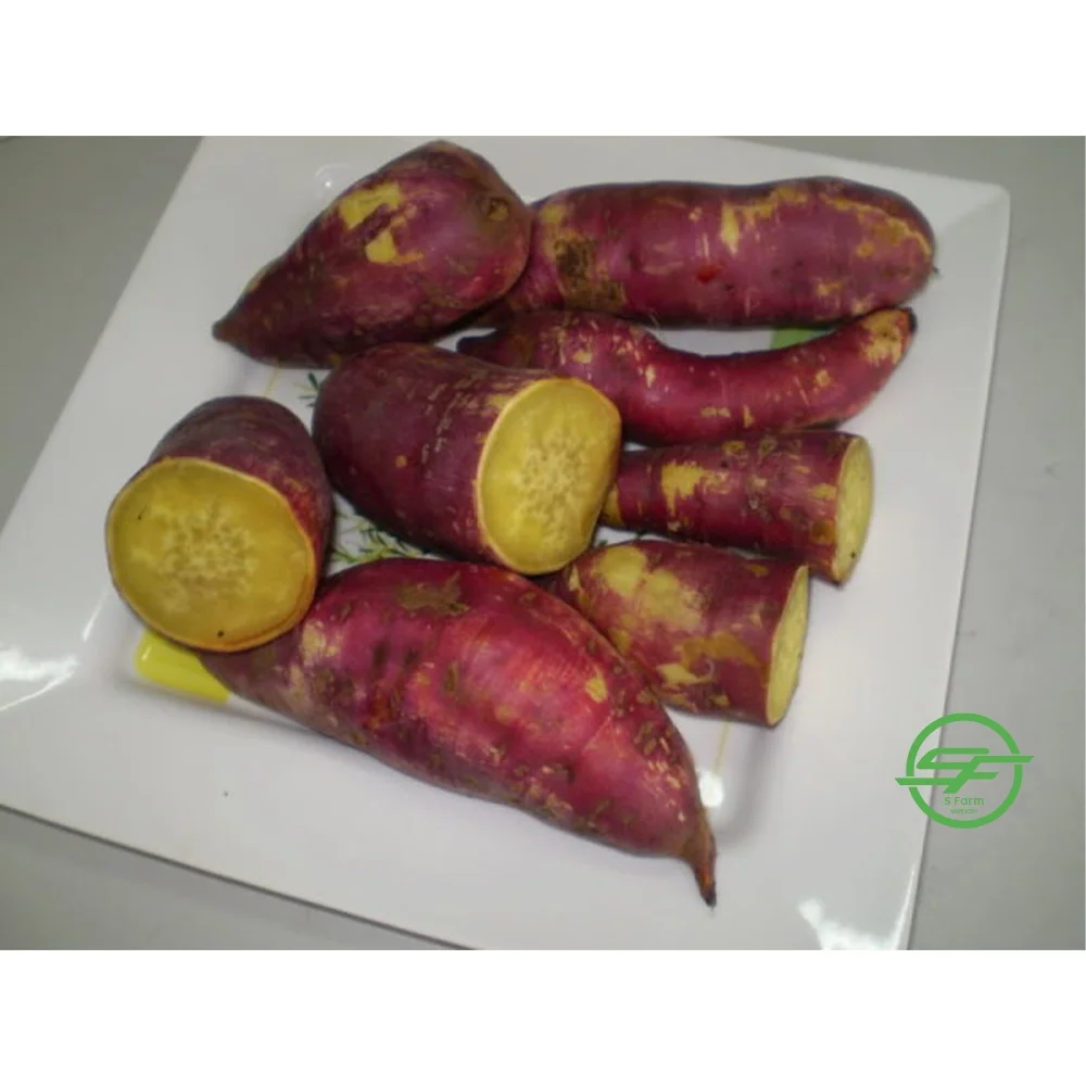 High Quality Customized Low MOQ Fresh Sweet Potato Vietnamese Yellow Sweet Potatoes From Vietnam