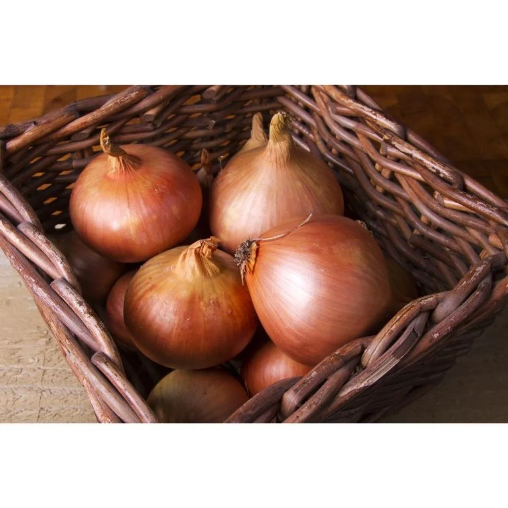99% Purity for Onion Texas Grano  for Fresh Vegetables verity Red Creole