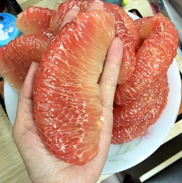 Fresh Fruit 1-1.8 kg/pcs Fresh Citrus Fruit Green Skin Pomelo Grapefruit With Pink Flesh Brix 10 - 13% From Ben Tre Vietnam