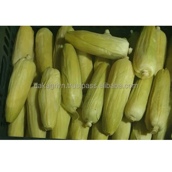 GMO Whole Vietnam 24 months Shelf Life 100% IQF Freezing Process Agriculture Frozen Yellow Corn Whole With Vaccum Packaging