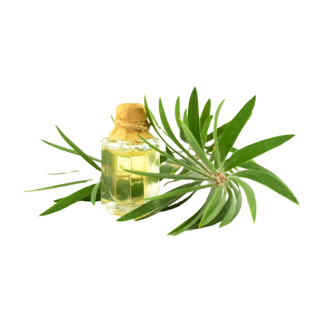 100% Pure & Natural Organic Tea Tree Essential Oil Extracted from Leaves from India Origin Manufacturer