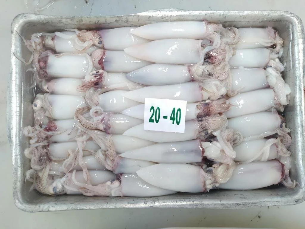 Высококачественный замороженный цельный очищенный кальмар из Индонезии со стандартной упаковкой, срок годности 24 месяца