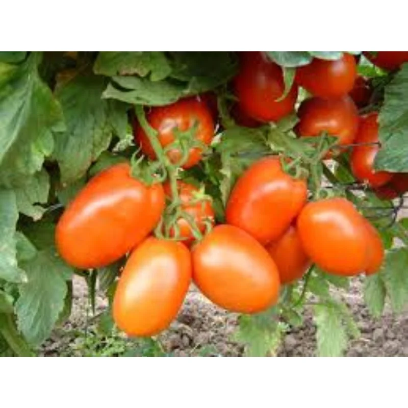 Хорошее качество OP Verity of Tomato Moneymaker по