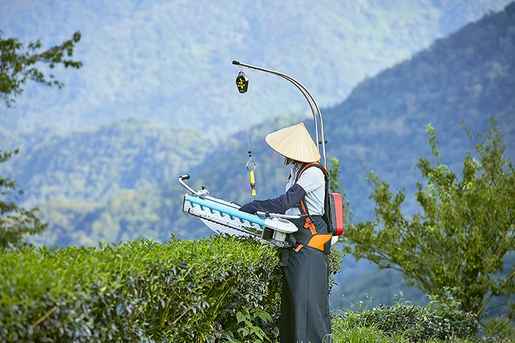 Tea plucking machine | Tea harvesting machine | One-man operated electric tea cutting machine