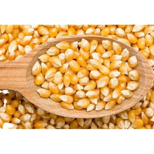 indian good quality of corn/yellow corn