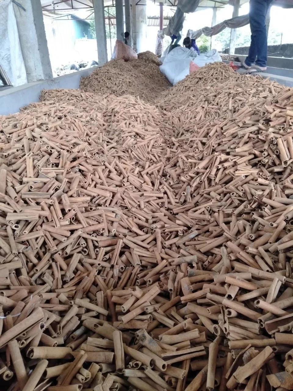 High Quality pure Cinnamon natural cinnamon best price in Vietnam