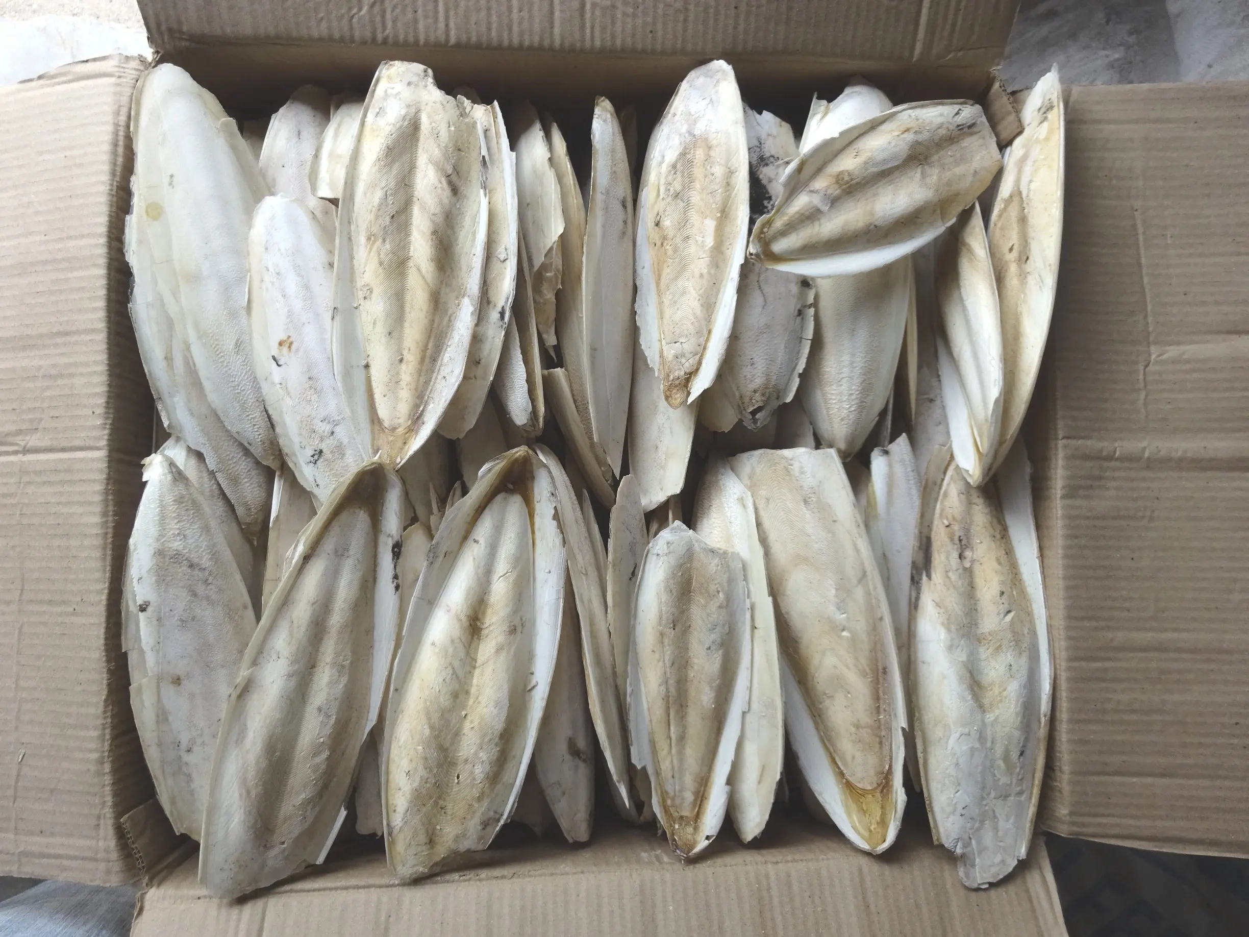 Vietnamese Products Cuttlefish Bone Natural Good Price Ms. Mary