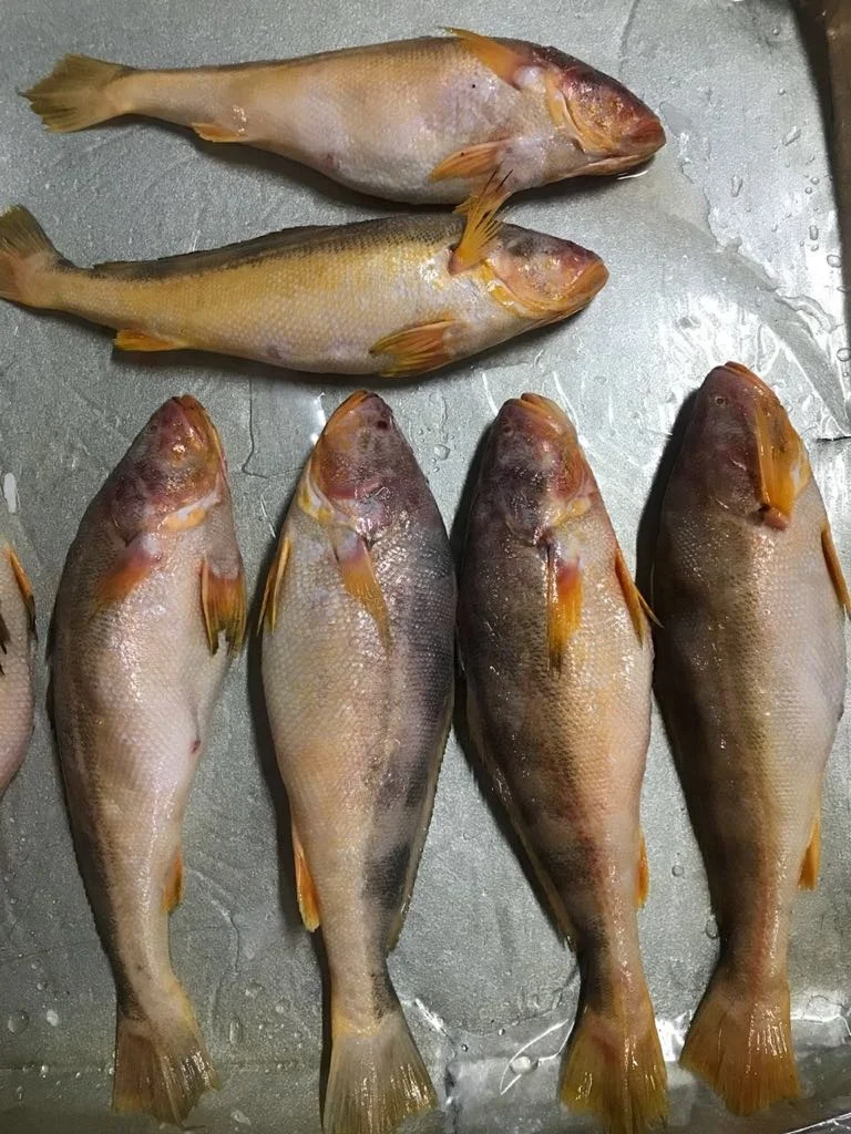 CHEAP FACTORY PRICE INDIAN SUPPLY TT CROCKER SEAFOOD