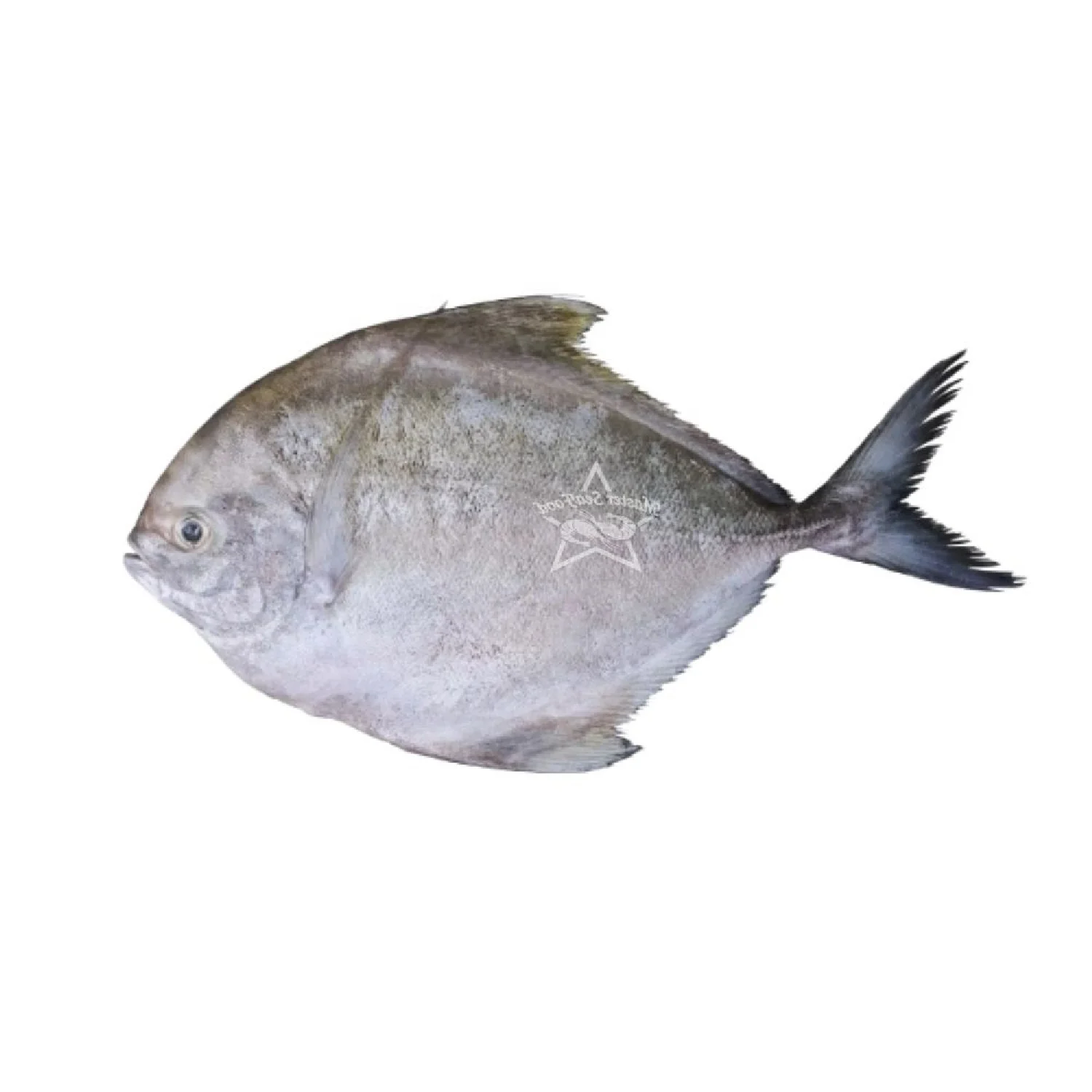 Black Pomfret  Fish IQF Land Process Frozen Customize Packaging Hot Sale Bangladeshi Origin  Size 100gm to 1500gm
