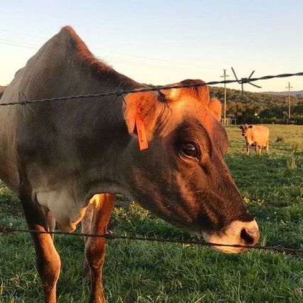 Автомат для изготовления колючей проволоки 1320-Ft 12-1/2 датчик 2-точечный класс I 4-точечный колючая проволока r & d w/ 5