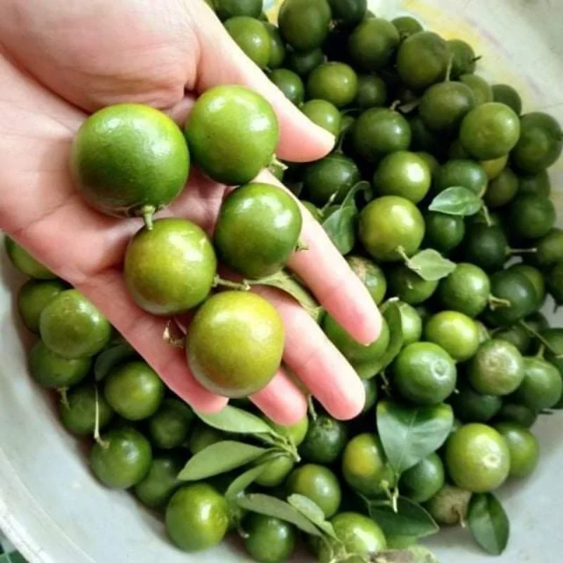 Vietnamese fresh kumquats are used to make detoxifying tea