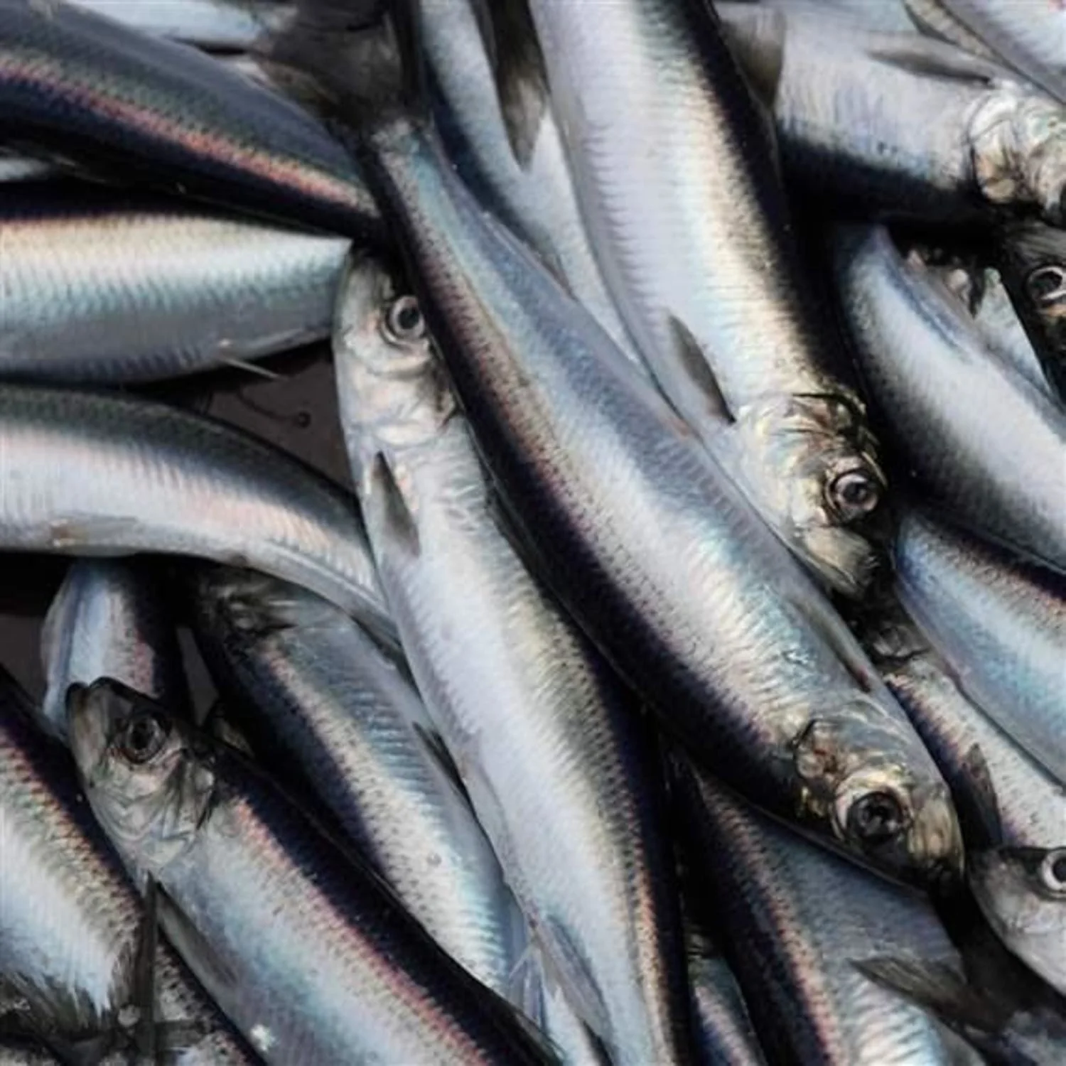 Herring Fish Dried high quality