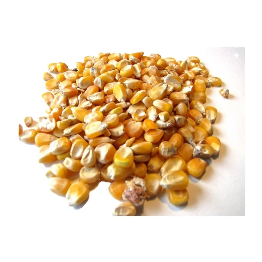 Кукуруза желтая свежая Органическая с питательными веществами высокое качество для корма животных распродажа от