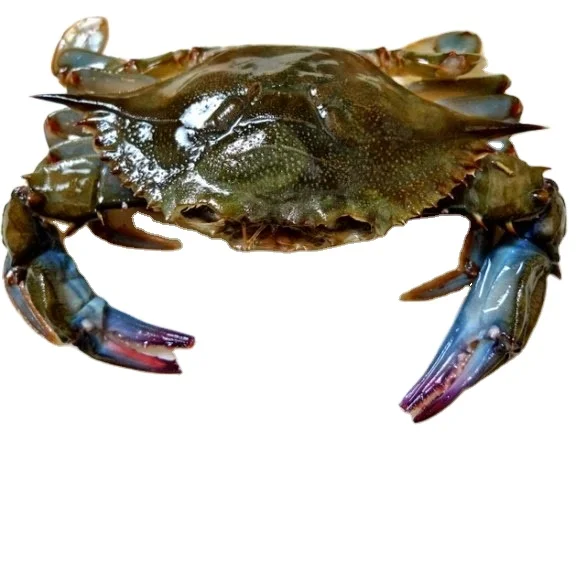 Bangladesh Indonesia Raw Fresh Seafood (90-110 gm/pcs) IVP 5 kg/ctn Whole Clean Frozen Soft Shell Crab