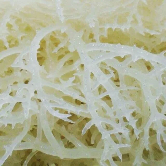 Vietnamese SEA MOSS Premium Seaweed from Vietnam