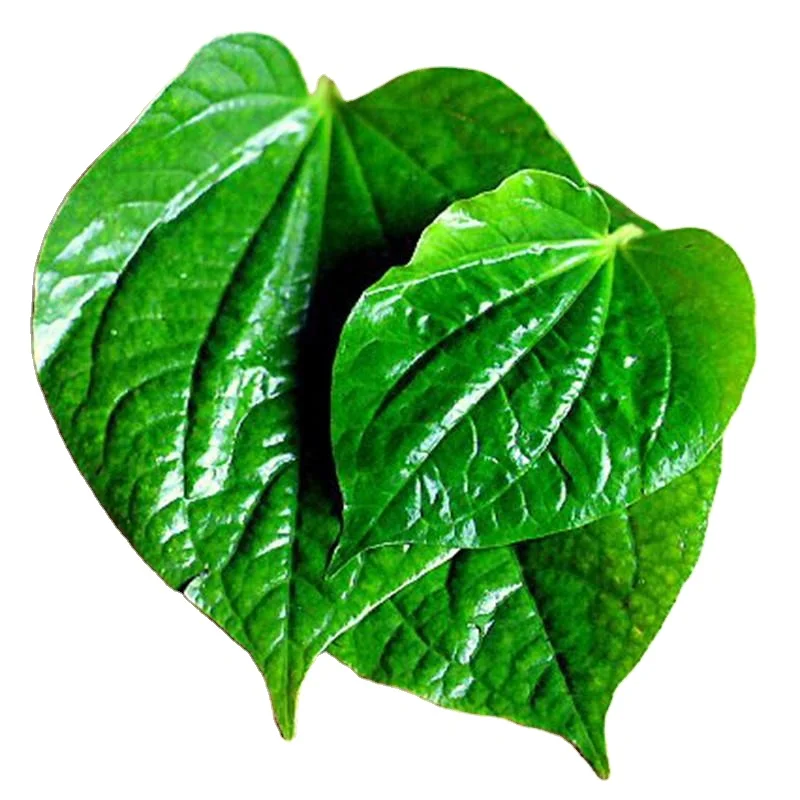 FRESH BETEL LEAVES EXPORTING IN BULK  -  TERESA +84971482716