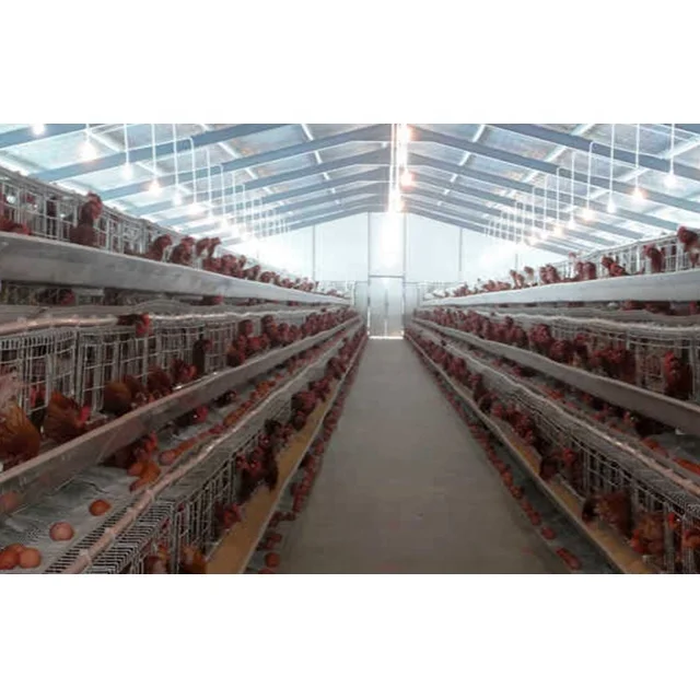 low cost factory supplier chicken farm building house shed for layer and broiler with automatic performance