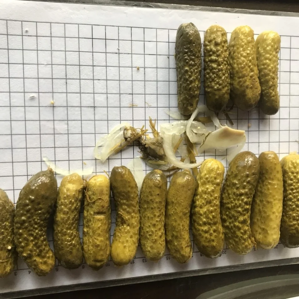 720ml PICKLED MIDDLE CUCUMBER GHERKINS IN BRINE GLASS JAR GREEN LIDS OEM PACKING WITH COMPETITIVE PRICE FROM VIETNAM FACTORY