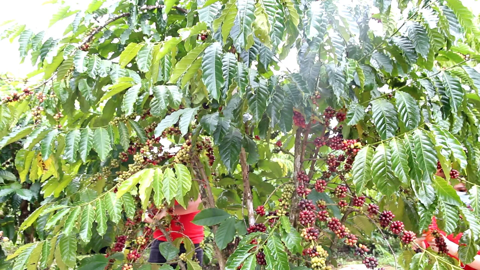 Wholesale Coffee Mocha with Coconut milk 325ml can Vietnam Suppliers Manufacturers RTD cafe Gluten Free