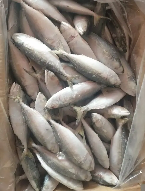 High Quality Halal Frozen Chicken/Feet/Paws Best 100% Purity Frozen Processed Chicken Feet From Pakistan