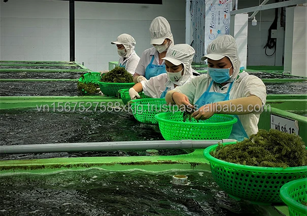 Wholesale High Quality Organic Fresh Sea Grape Seaweed Laver Variety Seasoned Directly from Viet Nam